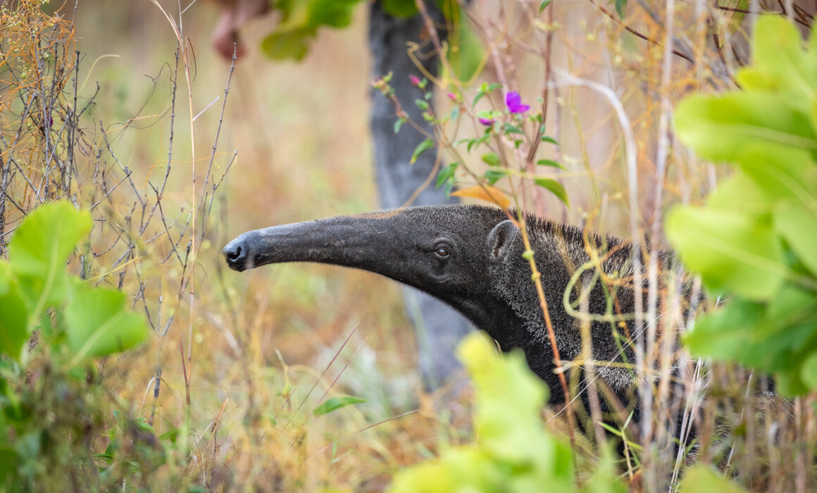 Giant Anteater, Guyana
