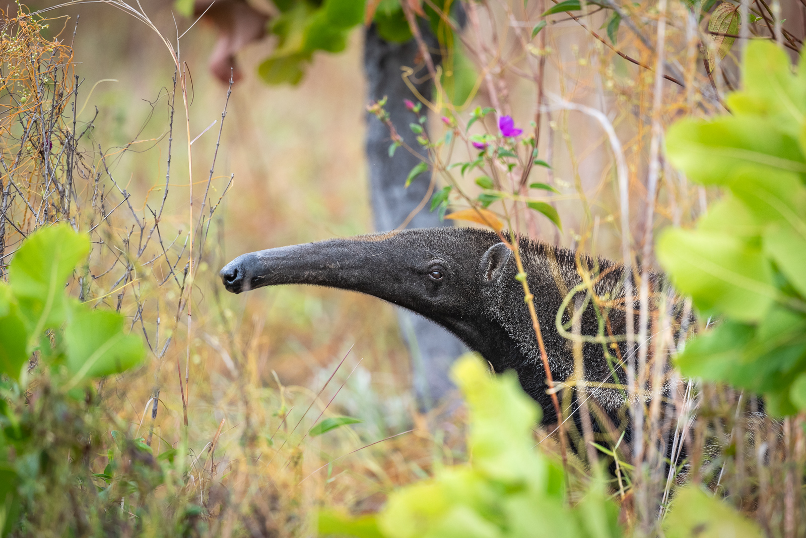 Giant Anteater, Guyana