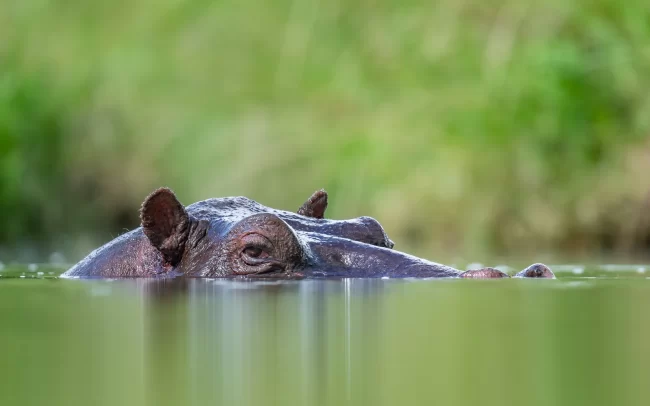 Hippopotamus • Masai Mara National Reserve