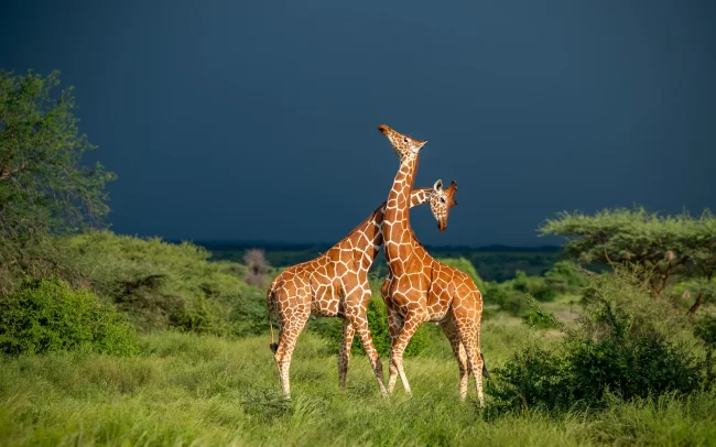 Reticulated Giraffes Fighting • Samburu National Reserve