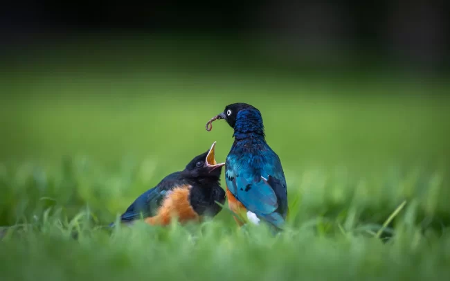 Superb Starlings • Ol Pajeta Conservancy
