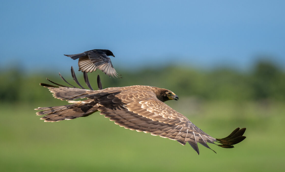 Tawny Eagle and Drongo, Kenya
