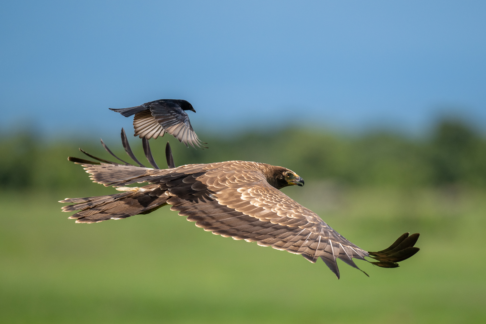 Tawny Eagle and Drongo, Kenya