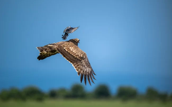 Tawny Eagle and Drongo • Ol Pajeta Conservancy