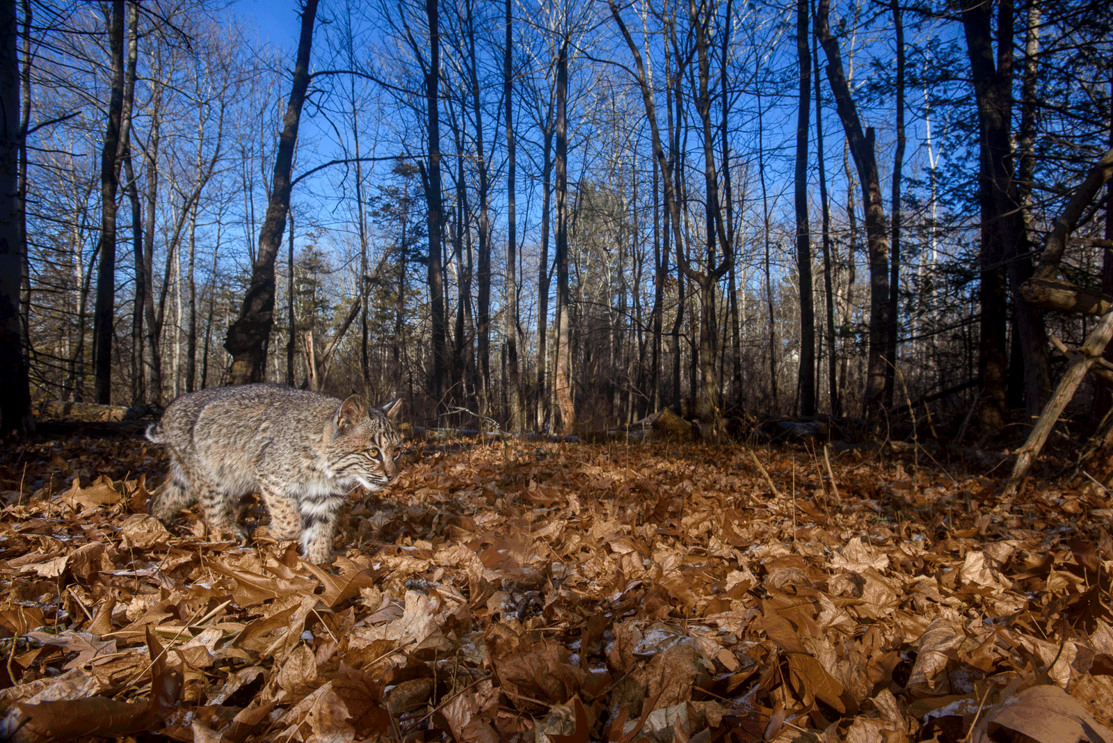 Bobcat, Connecticut