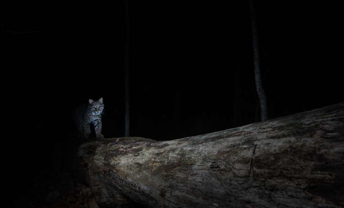 Bobcat, Connecticut