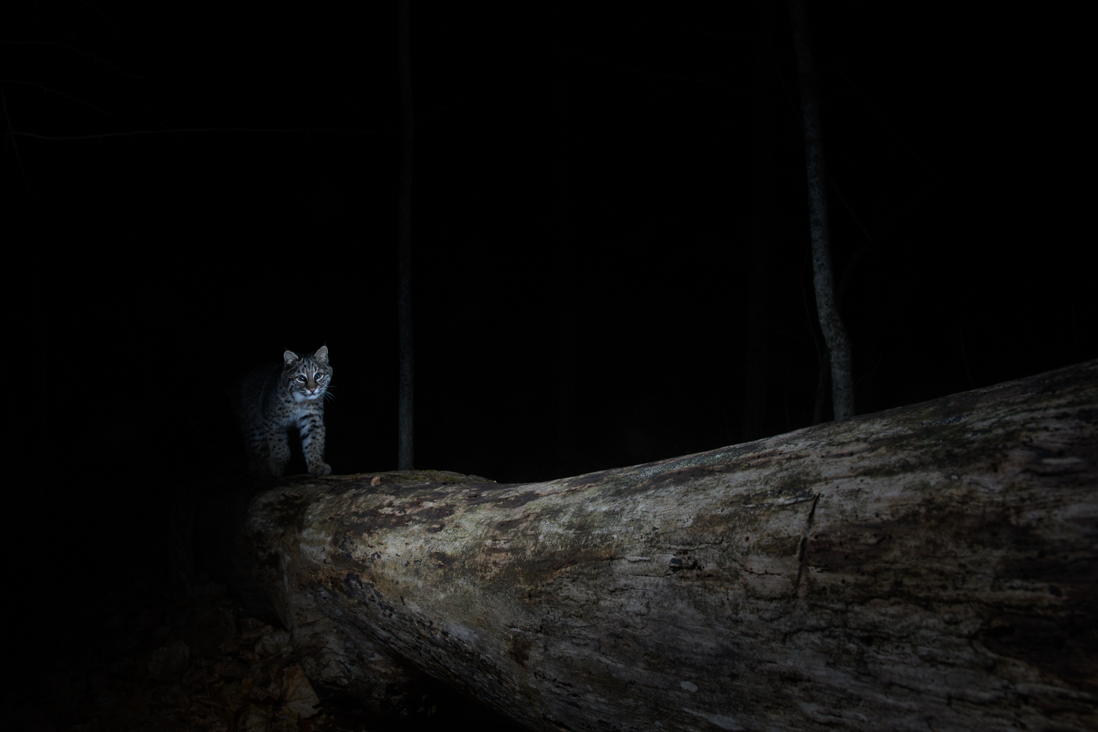 Bobcat, Connecticut