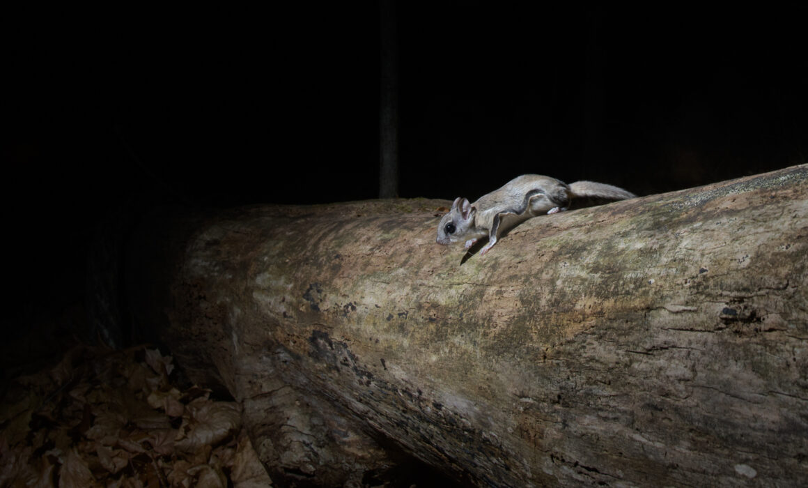 Flying Squirrel, Connecticut