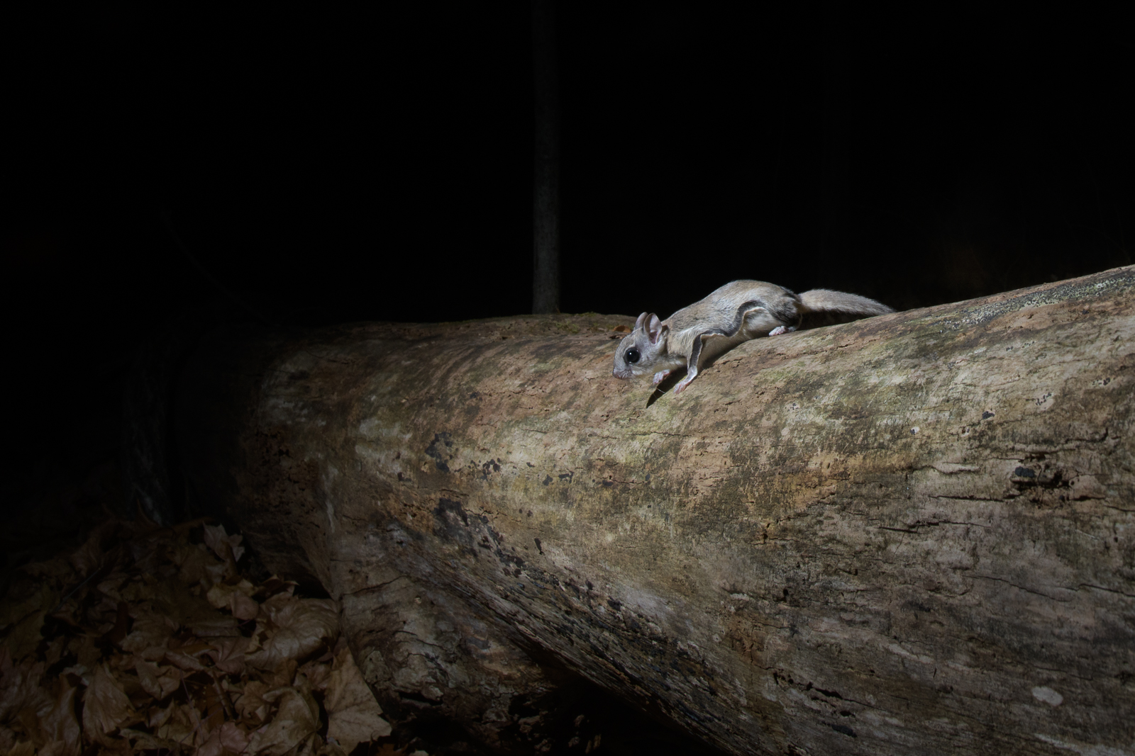 Flying Squirrel, Connecticut