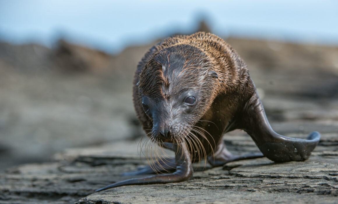 Galápagos Sea Lion Pup, Ecuador