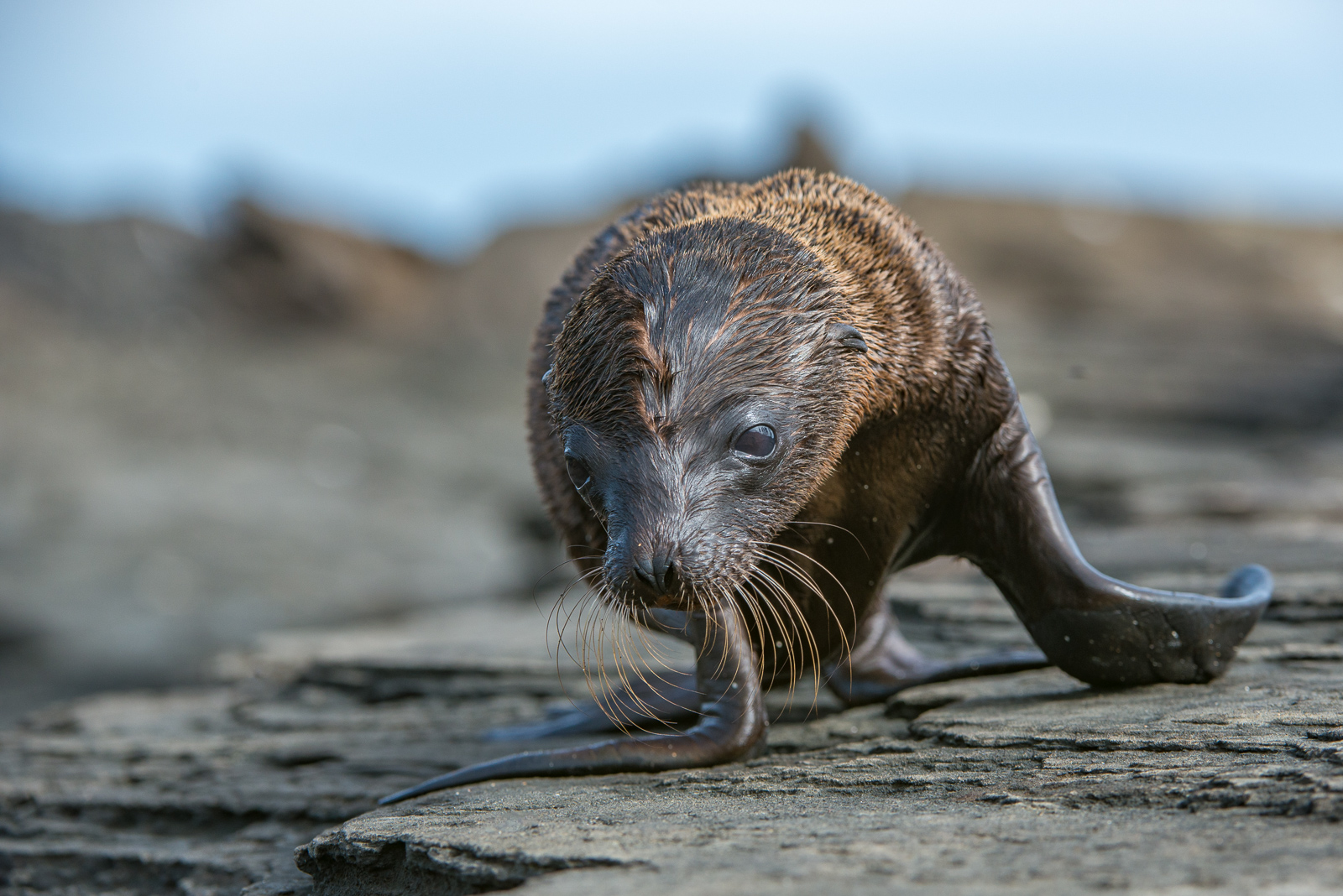 Galápagos Sea Lion Pup, Ecuador
