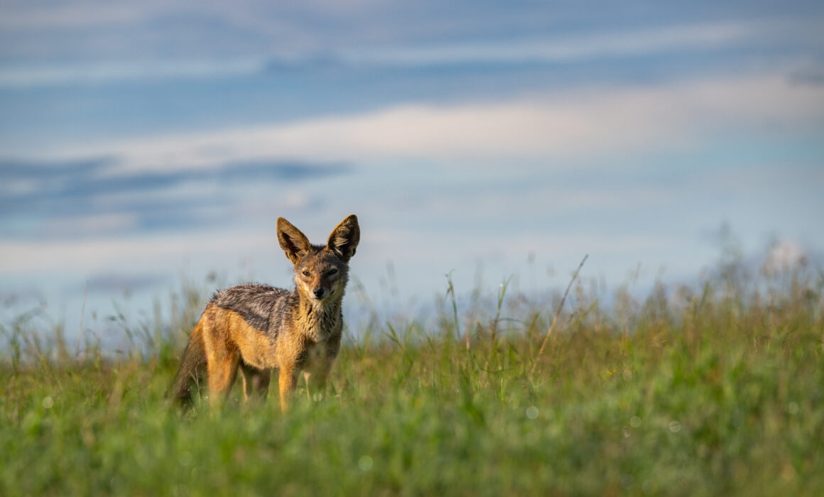 Black-Backed Jackal, Kenya