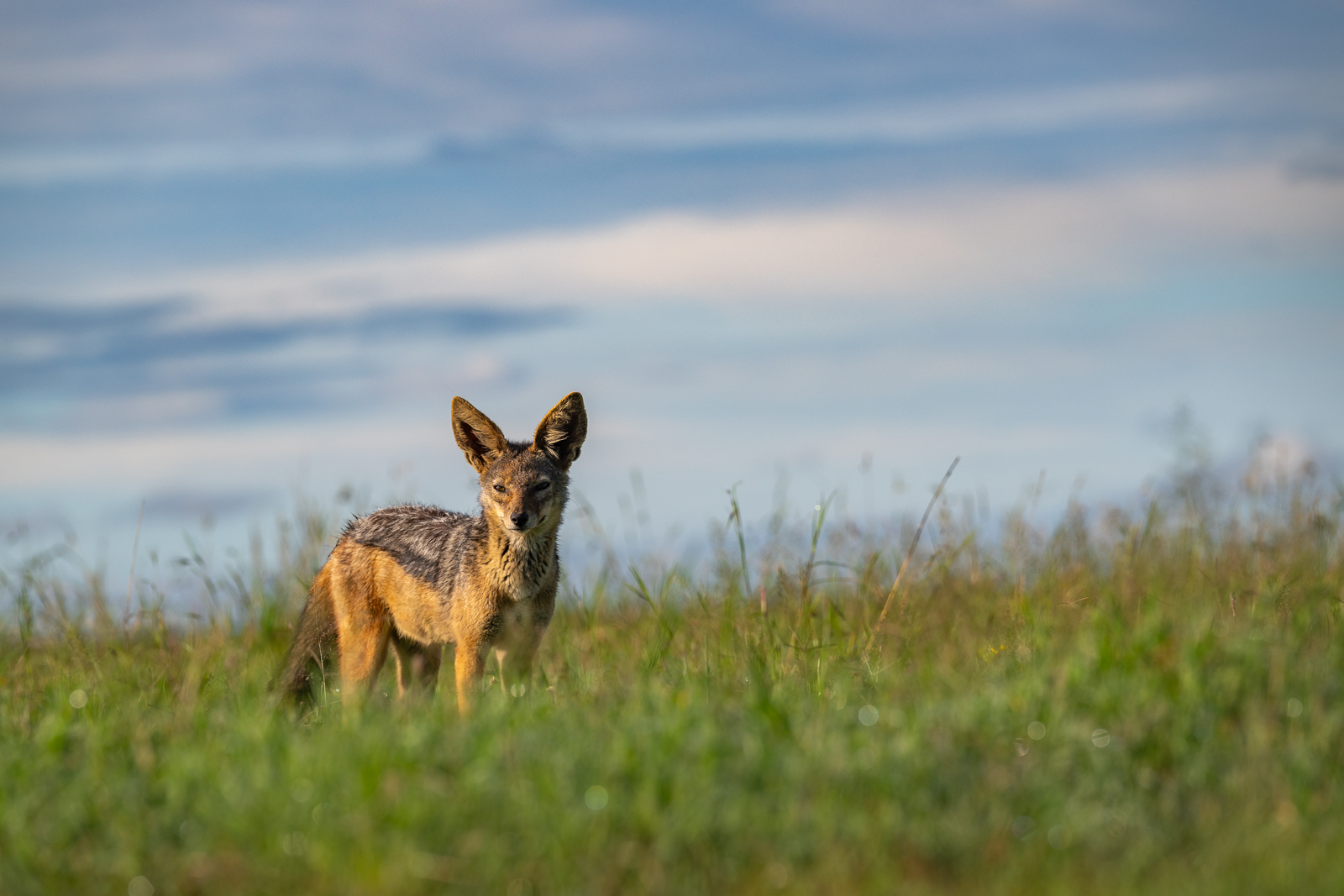 Black-Backed Jackal, Kenya