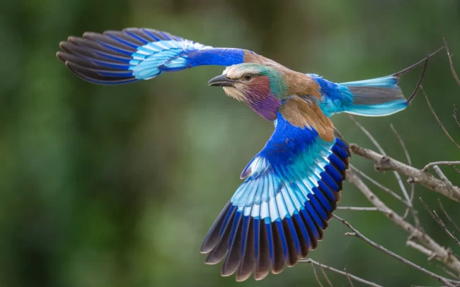 Lilac-Breasted Roller • Ol Pajeta Conservancy