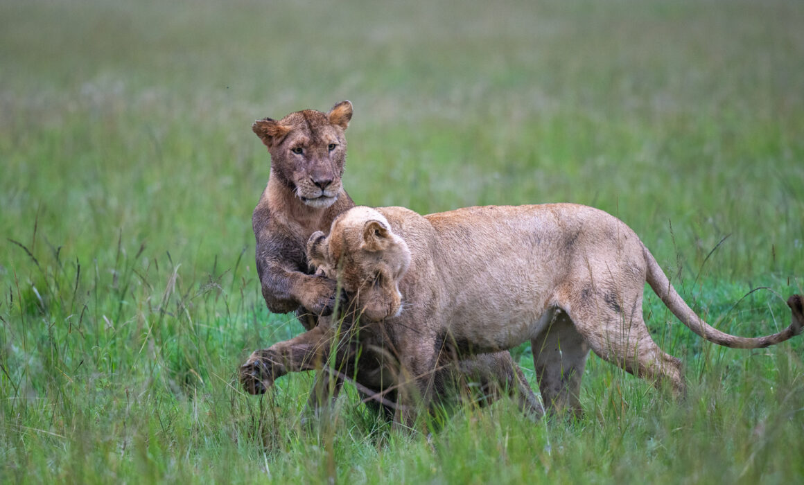 Lions at Play, Kenya