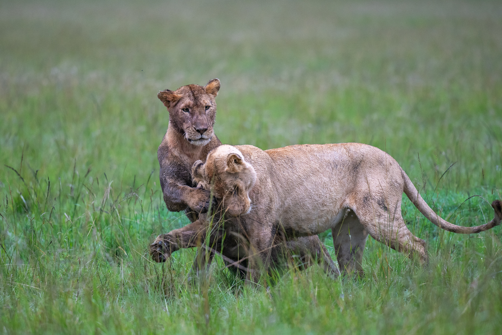 Lions at Play, Kenya