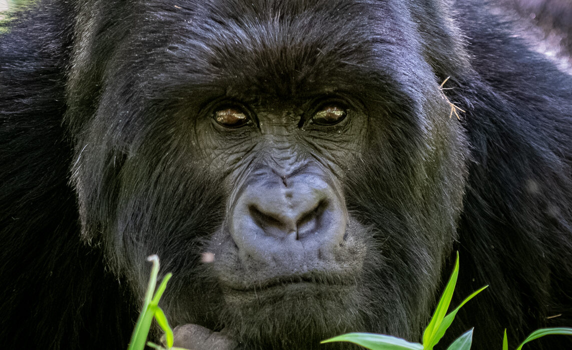 Mountain Gorilla, Uganda