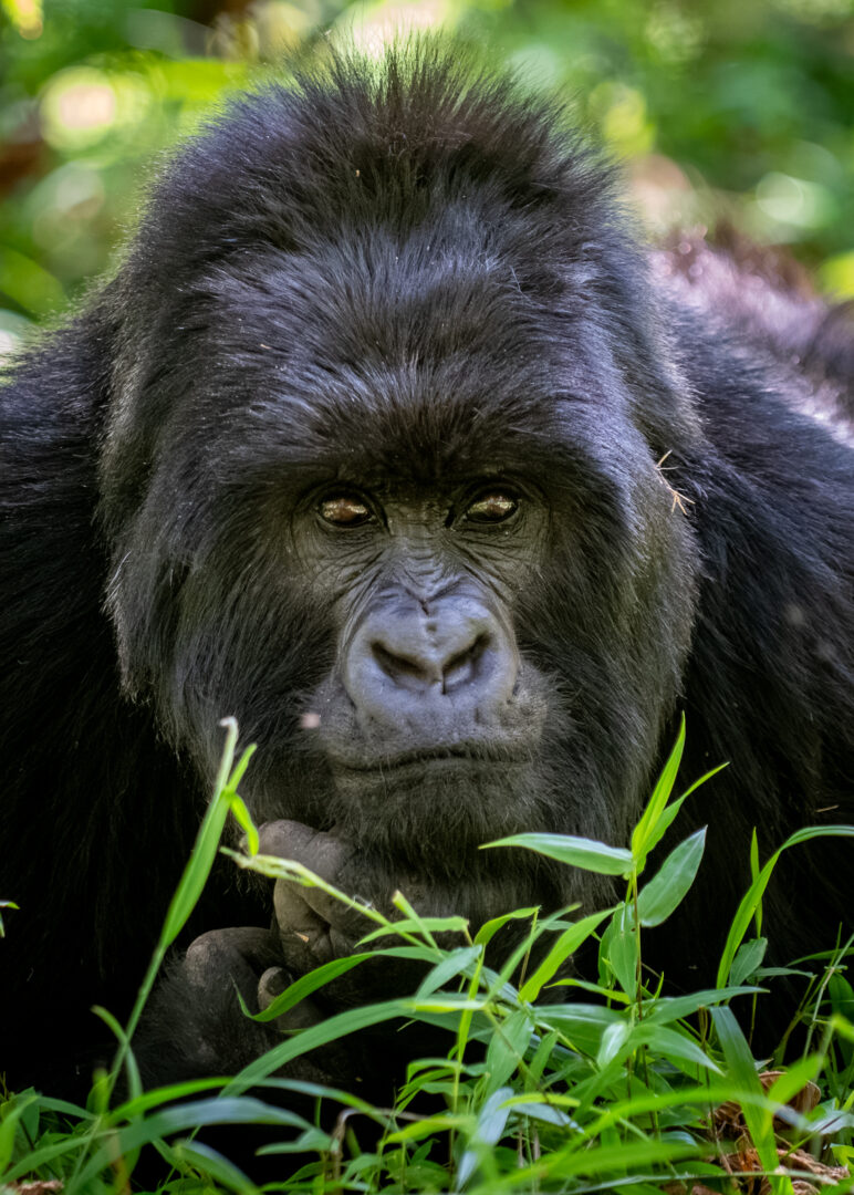 Mountain Gorilla, Uganda