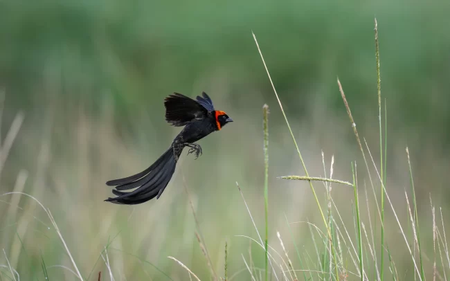Red-Cowled Widowbird • Nairobi National Park