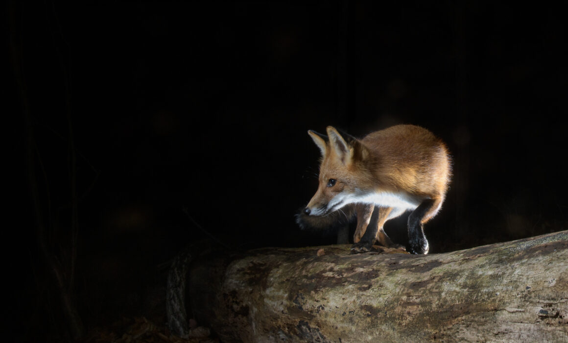 Red Fox, Farmington, Connecticut