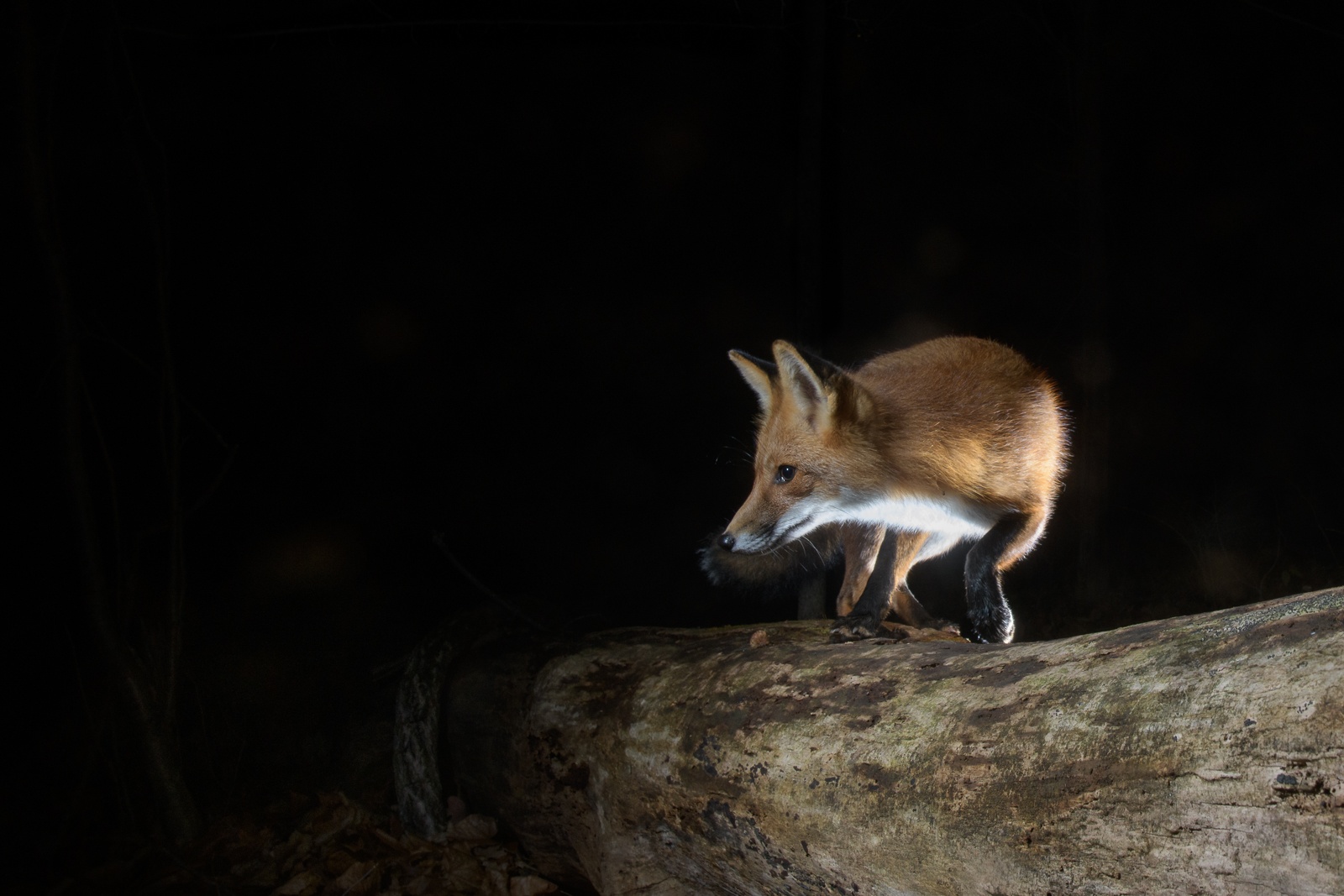 Red Fox, Farmington, Connecticut