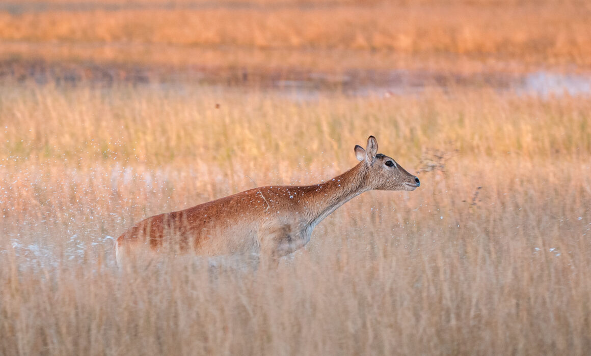 Female Red Lechwe, Botswana