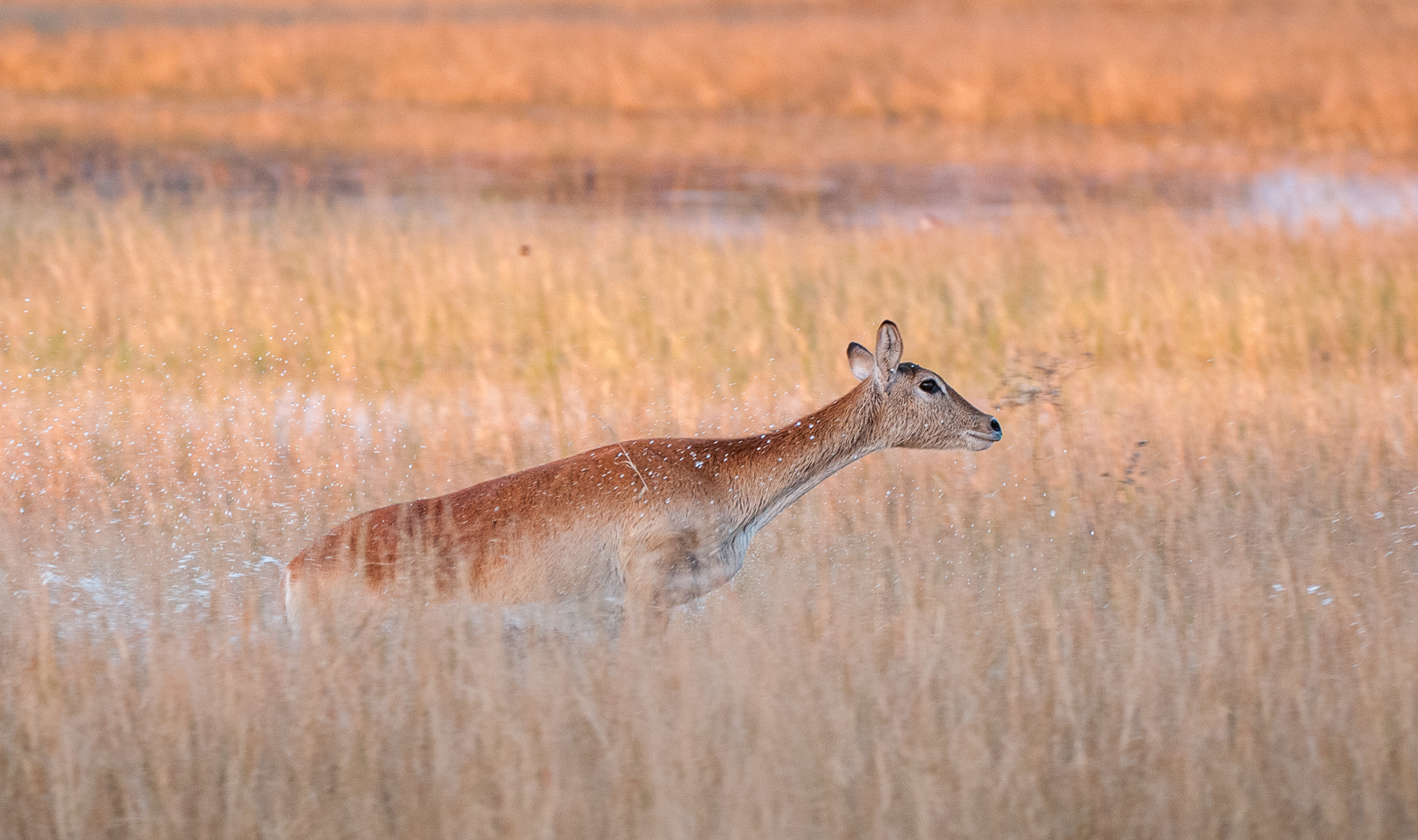 Female Red Lechwe, Botswana