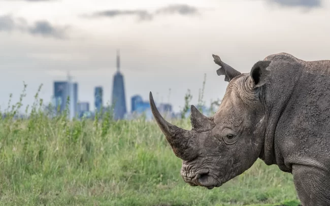 Rhino and City Skyline • Nairobi National Park