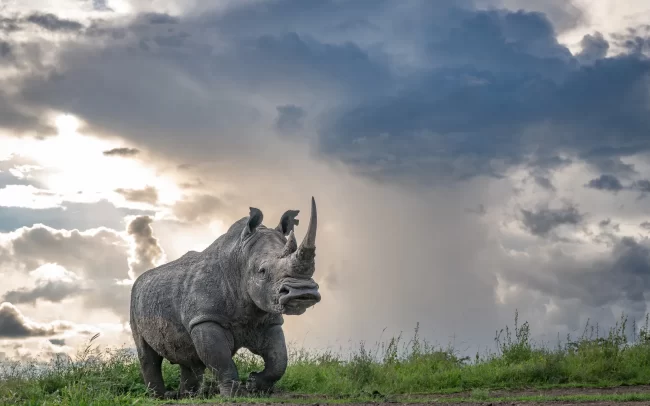 Young White Rhino • Nairobi National Park