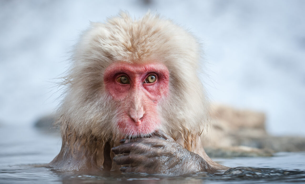Snow Monkey Portrait, Japan