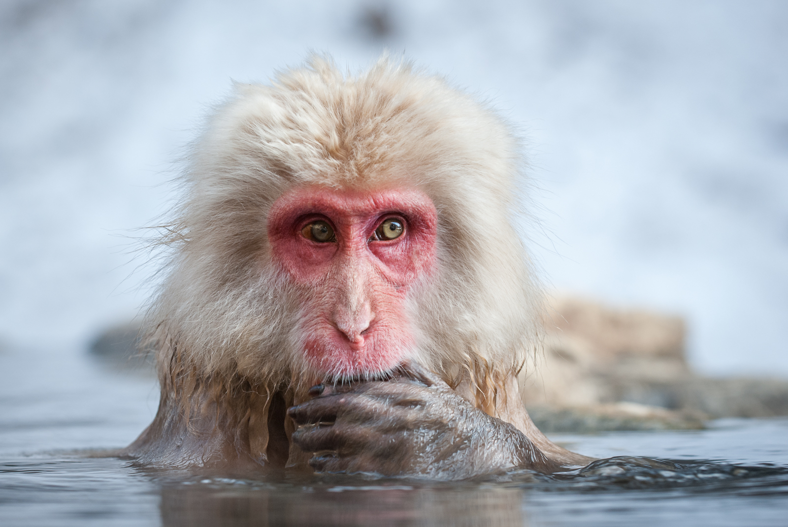 Snow Monkey Portrait, Japan
