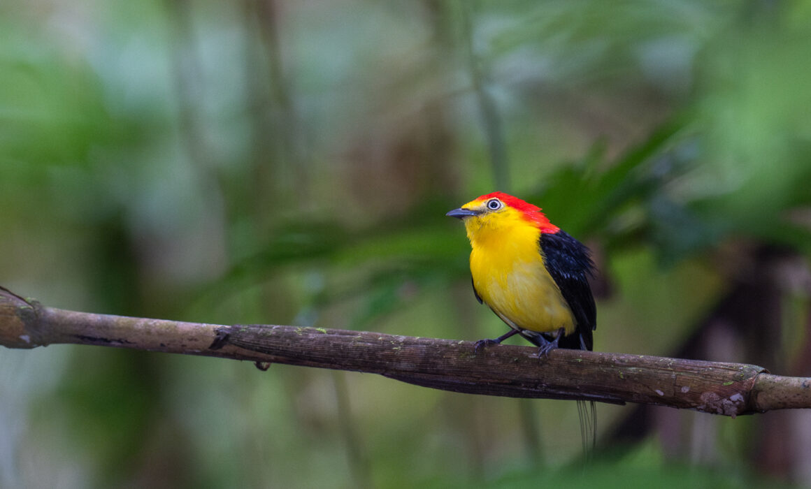 Wired-Tailed Manakin, Peru