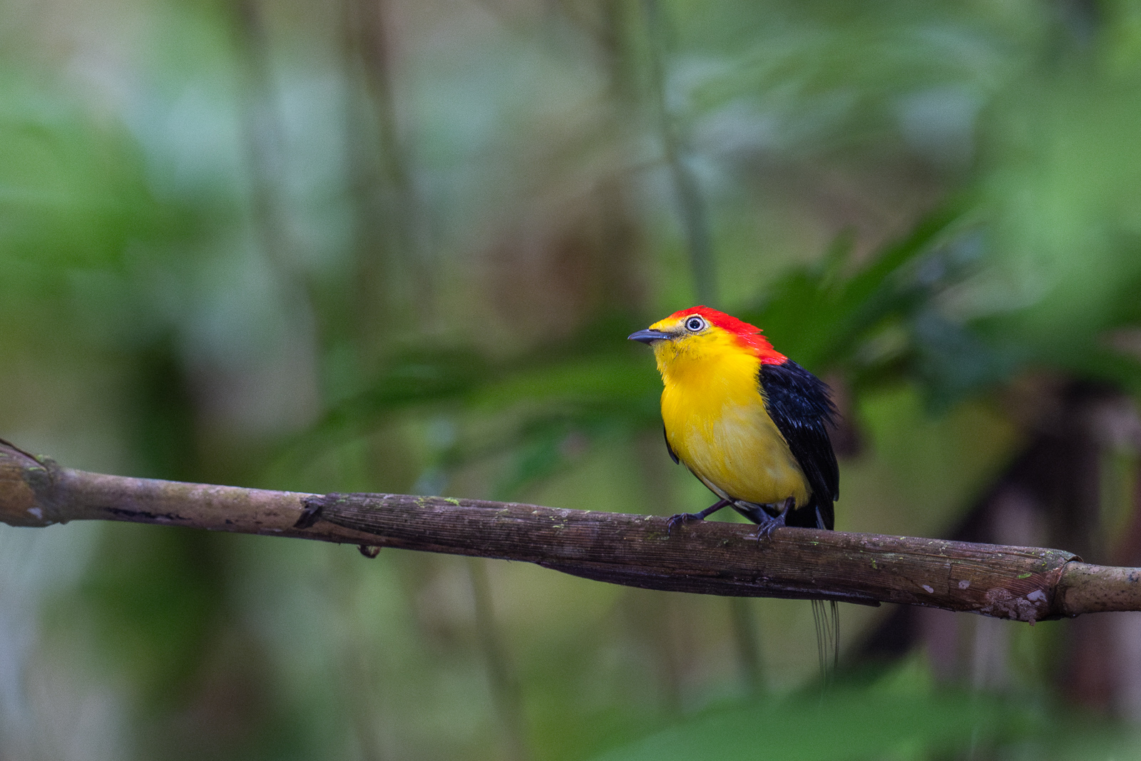 Wired-Tailed Manakin, Peru