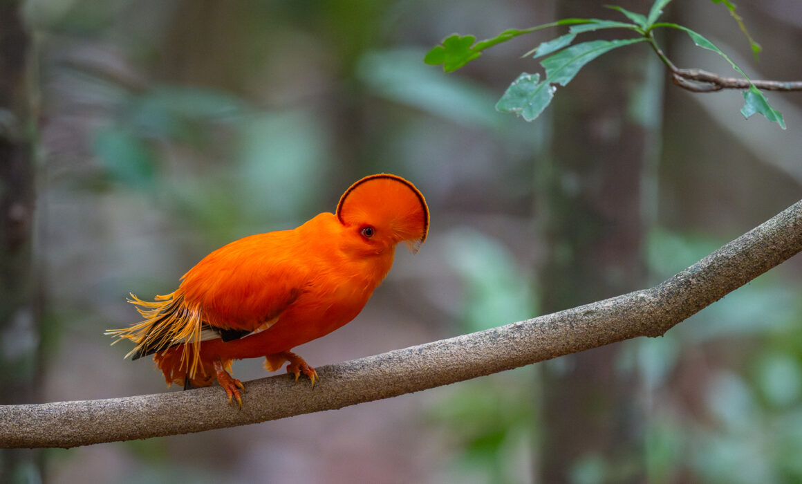 Guianan Cock-of-the-Rock, Guyana
