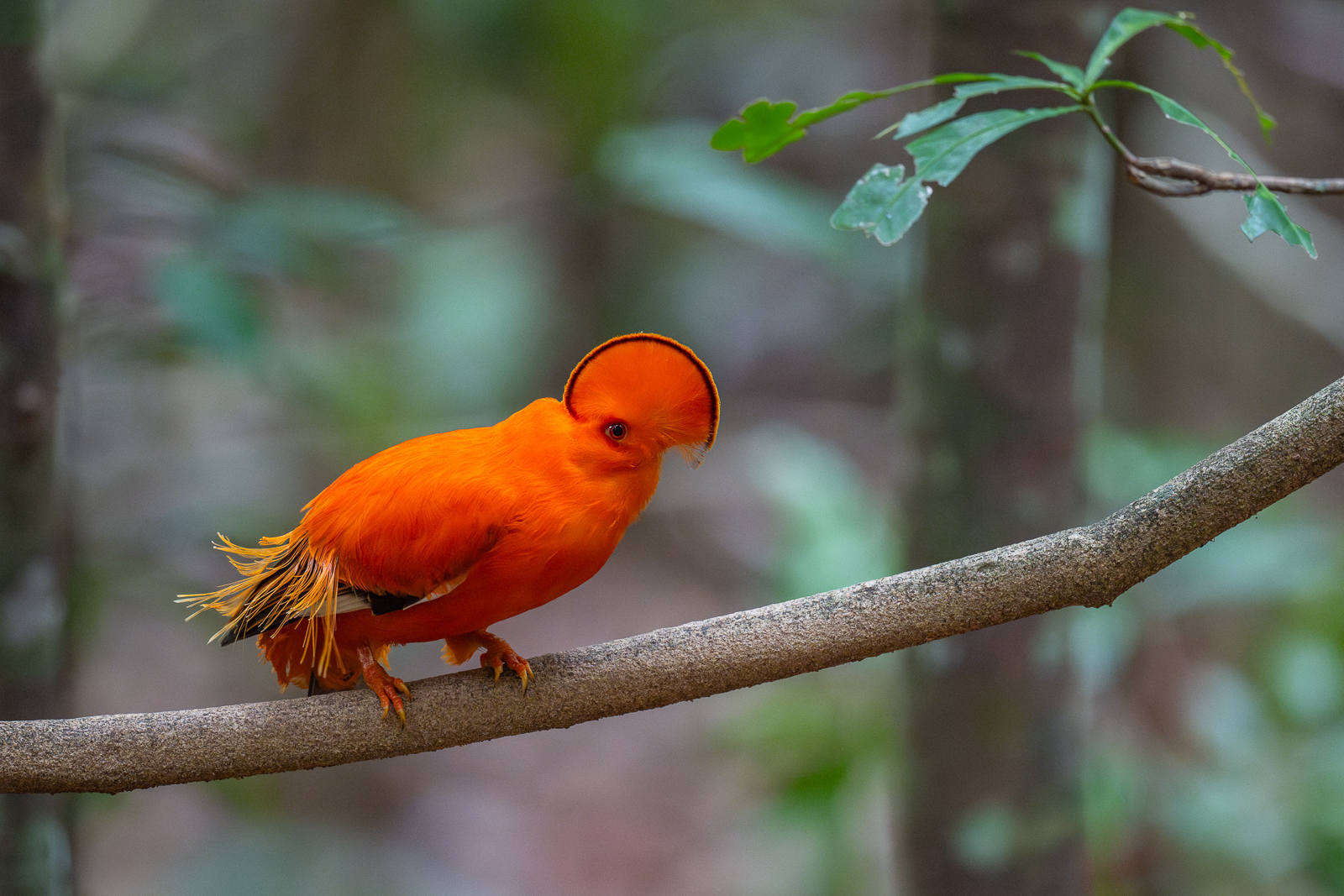 Guianan Cock-of-the-Rock, Guyana