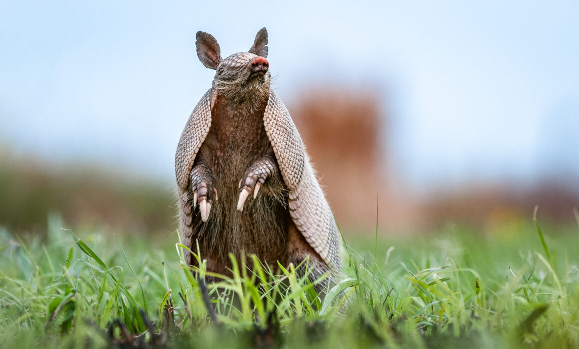 Nine-Banded Armadillo, Florida