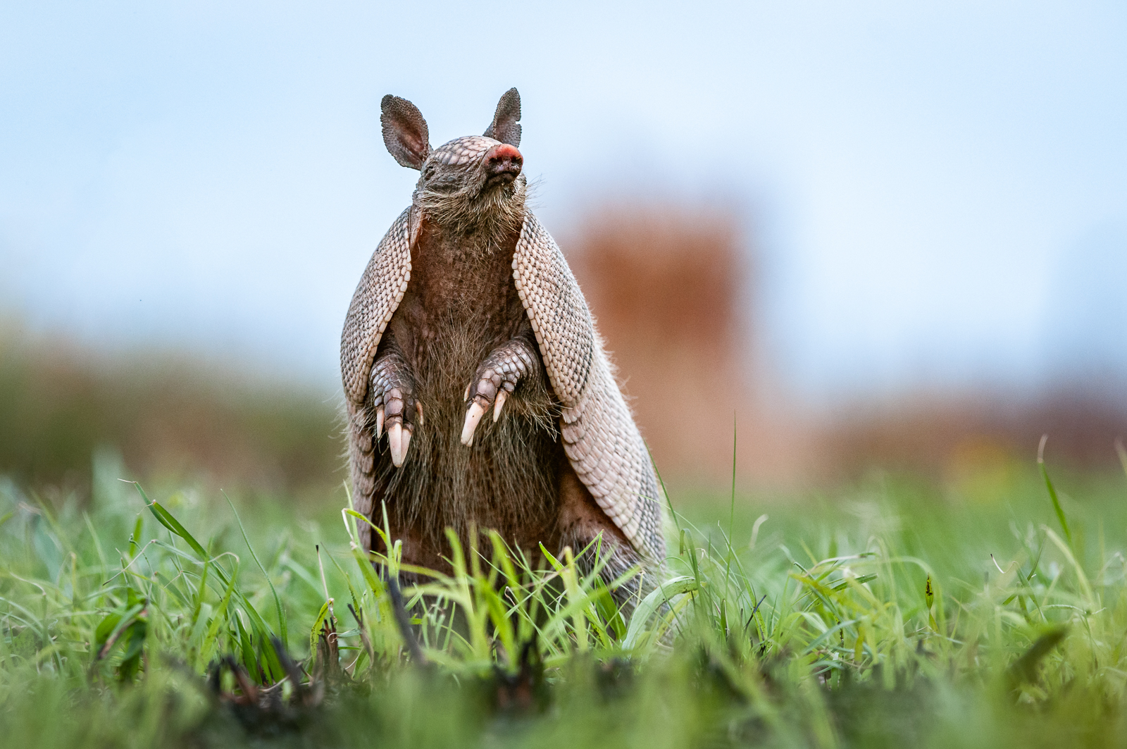 Nine-Banded Armadillo, Florida