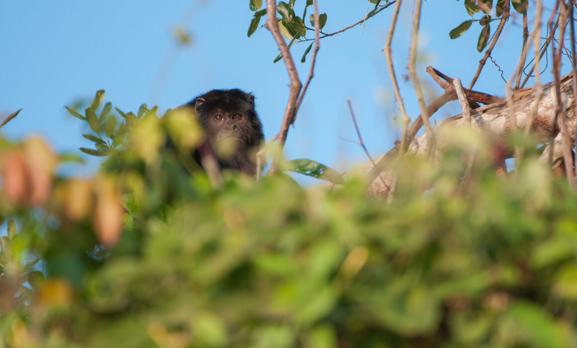 Black Howler Monkey, Brazil