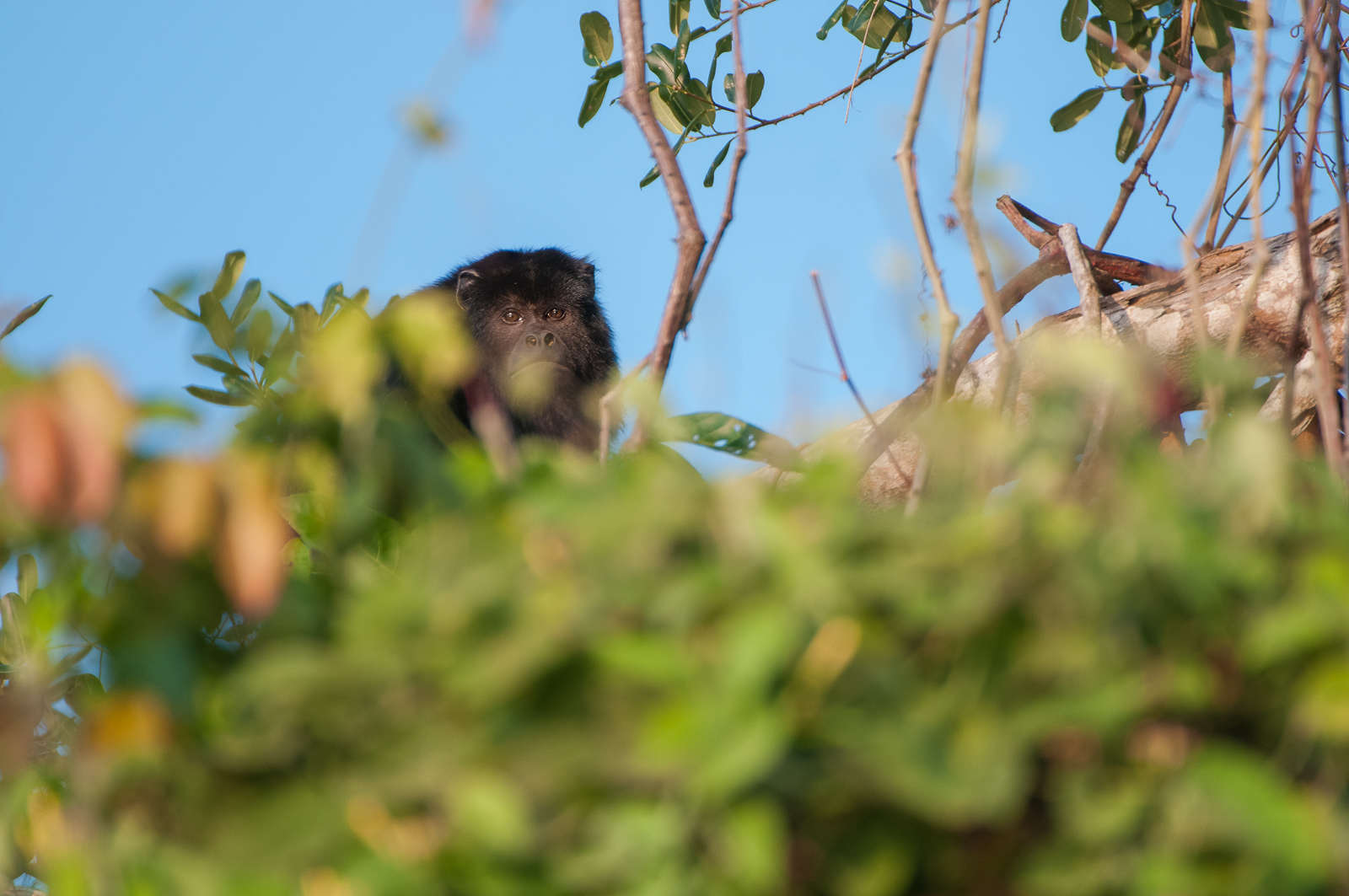 Black Howler Monkey, Brazil