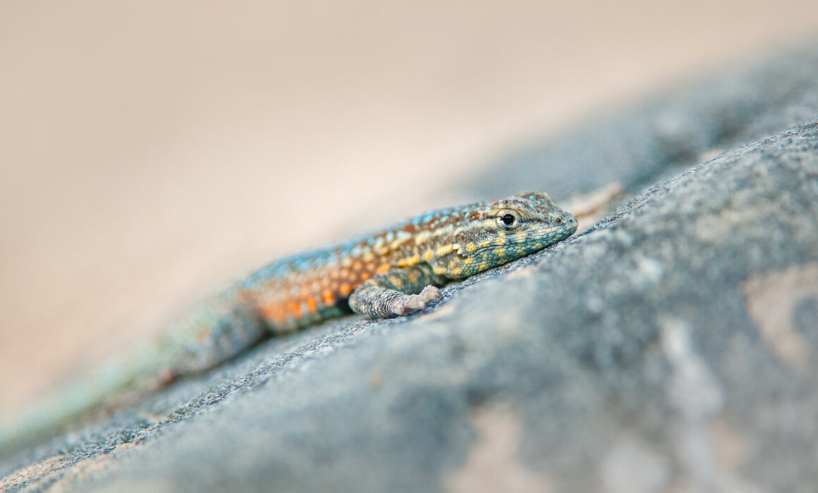 Western Side-Blotched Lizard, California