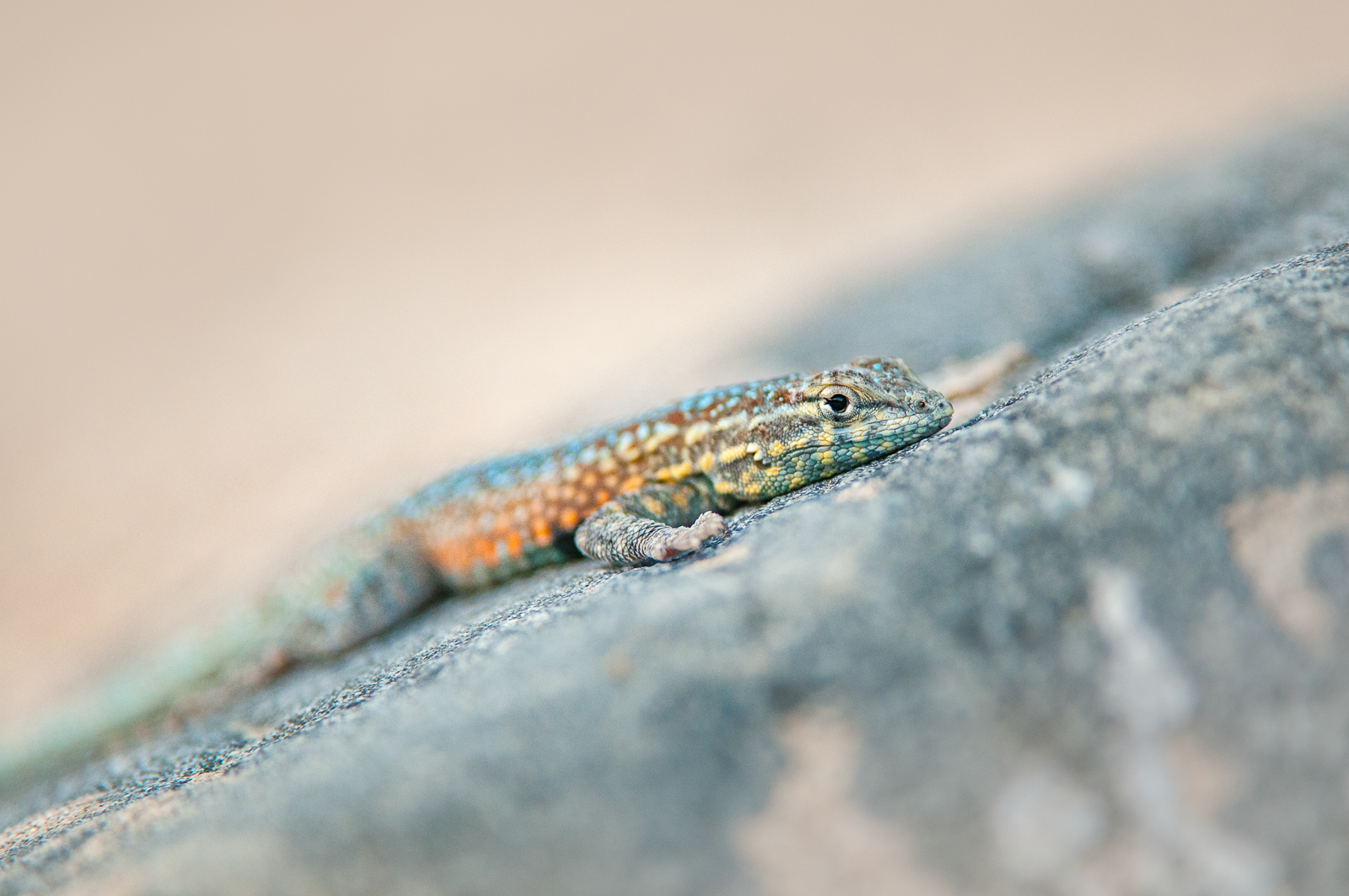 Western Side-Blotched Lizard, California