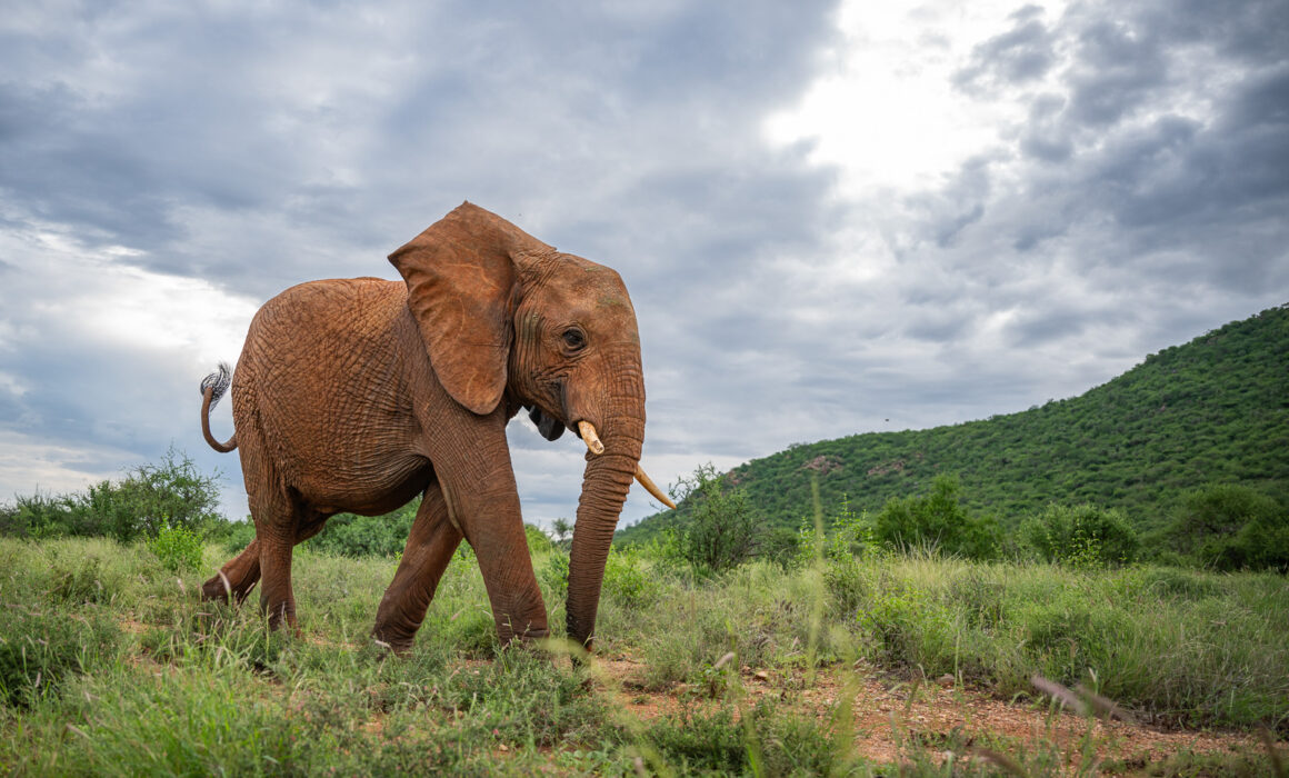 African Bush Elephant, Samburu National Reserve, Kenya