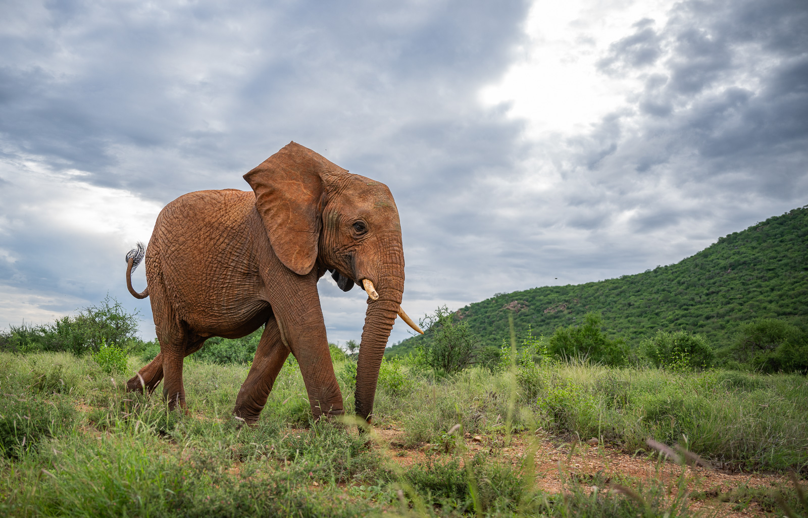 African Bush Elephant, Samburu National Reserve, Kenya