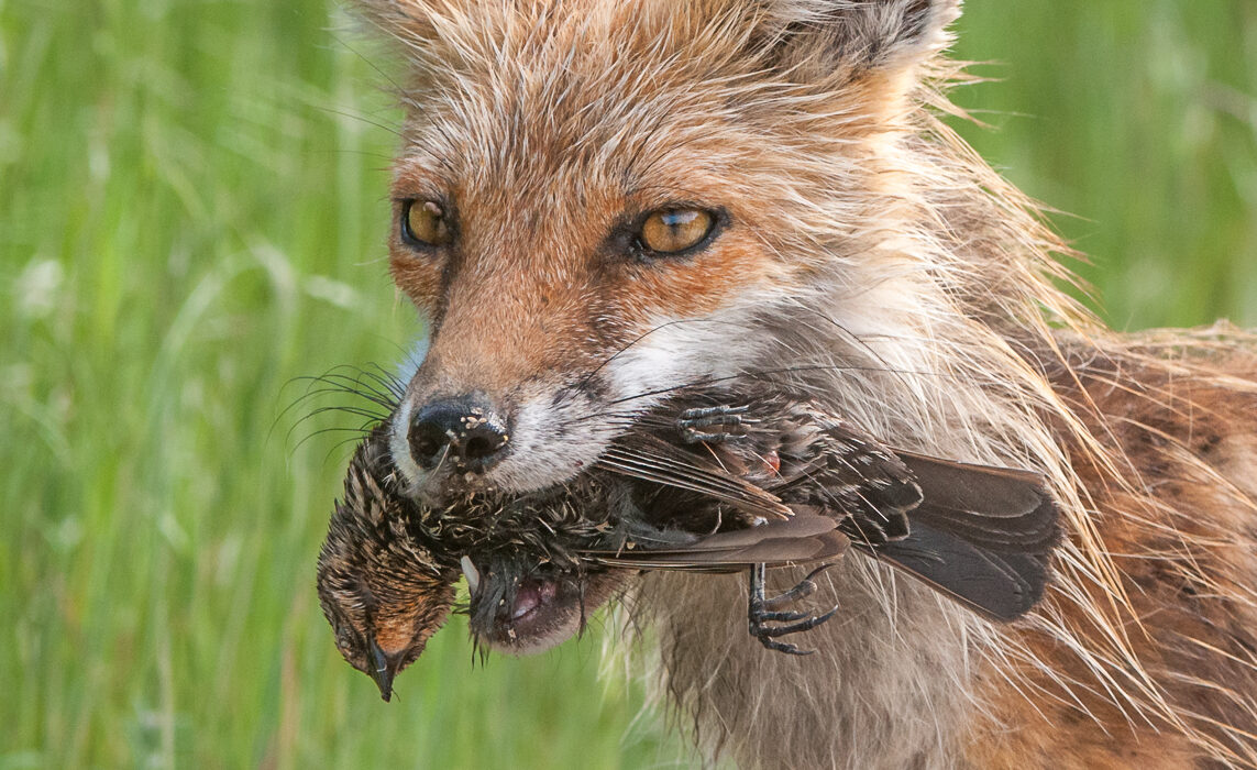 Red Fox with Grackle, Delaware