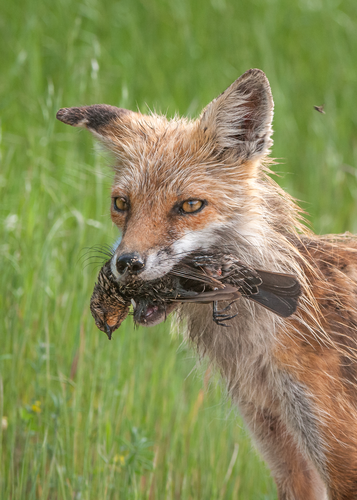 Red Fox with Grackle, Delaware
