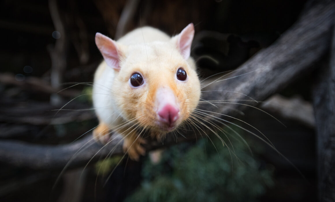 Golden Brushtail Possum, Tasmania
