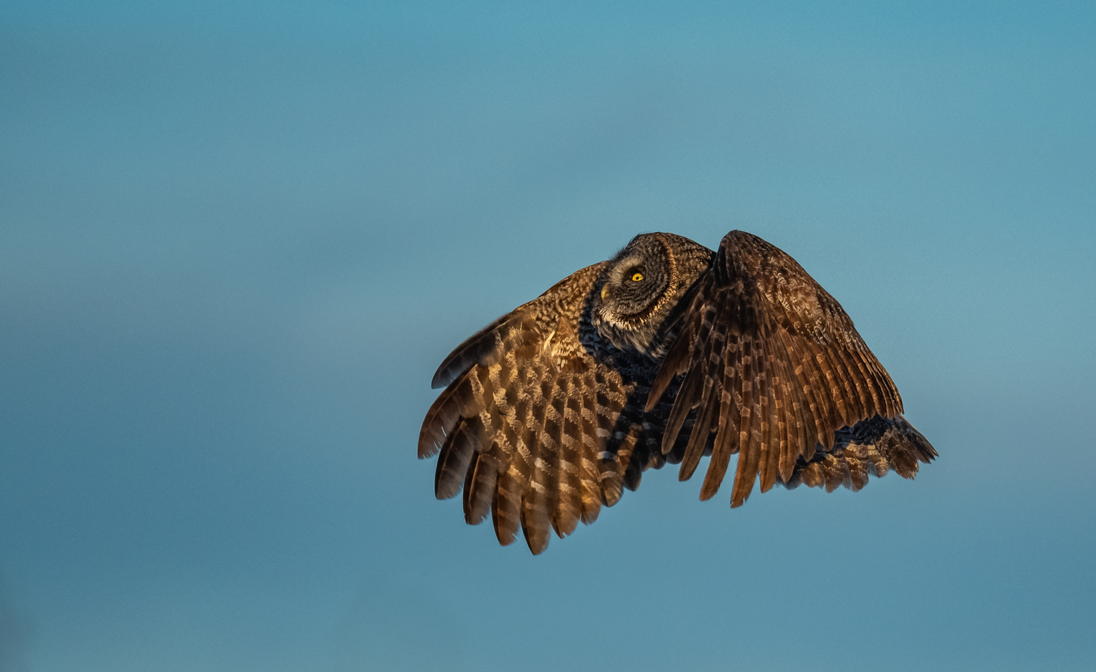Great Gray Owl, Minnesota