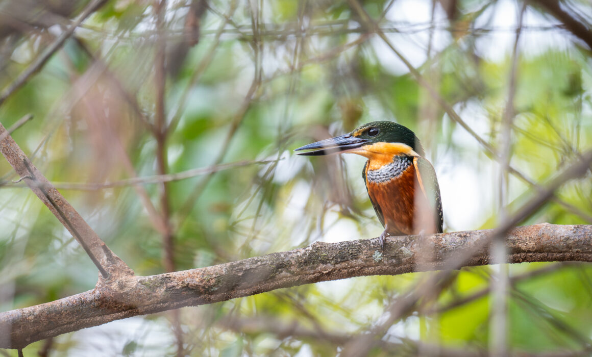 Green and Rufous Kingfisher, Guyana