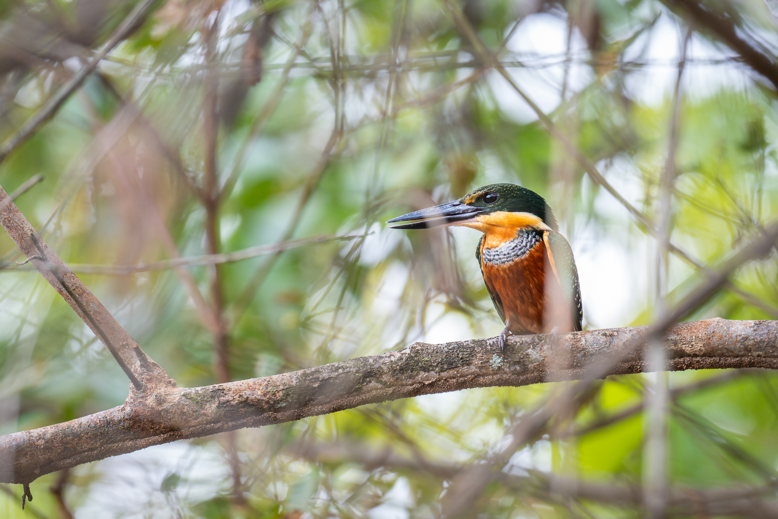Green and Rufous Kingfisher, Guyana