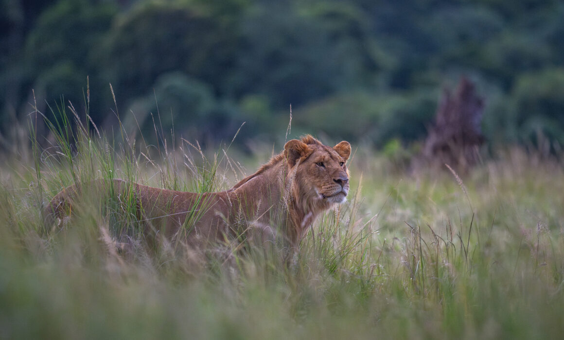 Young Male Lion, Kenya